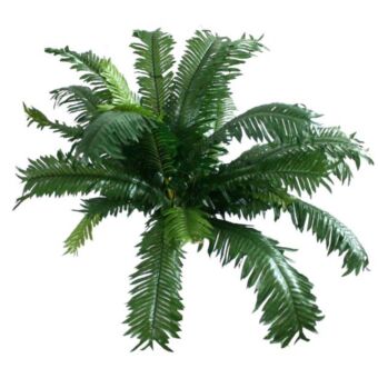 ΡΙΖΑ ΤΣΙΚΑ 50xY40cm.