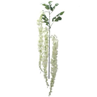 ΚΛΑΔΙ ΛΕΥΚΟ  ΑΚΑΚΙΑ  X3 Y91-150cm.