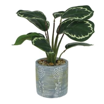 ΦΥΤΟ ΦΥΛΛΟ ΚΑΛΑΘΕΑ ΣΕ ΠΗΛΙΝΟ ΚΑΣΠΩ - Υ28cm