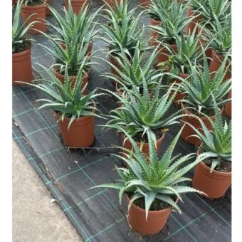 Αλόη Σπινοσίσιμα | Aloe Spinosissima 