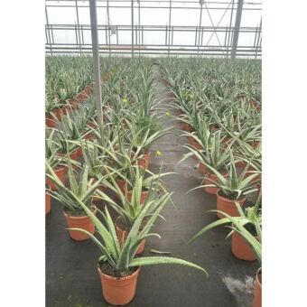 Αλόη Βέρα | Aloe Vera Φ24 