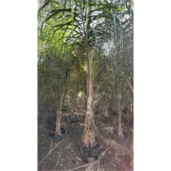 Δέντρο Arecastum (Cocos) 150 cm