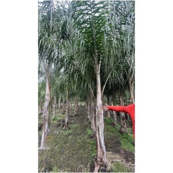 Δέντρο Arecastum (Cocos) 200 cm