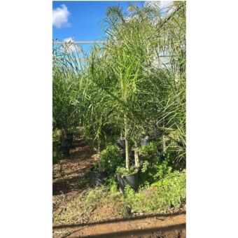 Δέντρο Arecastum (Cocos) 200+ cm Φ28