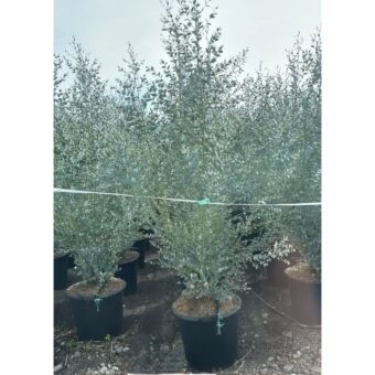 Ευκάλυπτος Αζούρα | Eucalytpus Azura Φ40