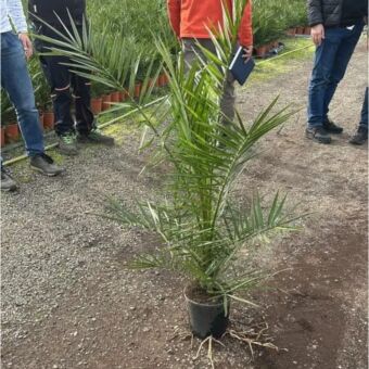 Phoenix canariensis | Φοίνικας των Καναρίων Νήσων 