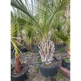 Βουτία | Butia Capitata 60-80 cm (Trunk)