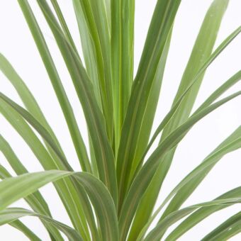 Φυτό Κορδιλίνη | Cordyline Australis Verde 
