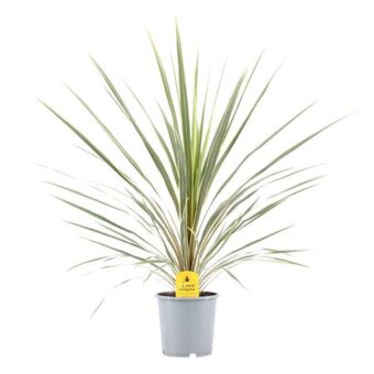 Φυτό Κορδιλίνη | Cordyline Australis Variegata
