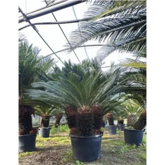 Σύκας με Διακλαδώσεις | Cycas Revoluta H50-60 x Φ45 cm (Trunk)