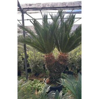 Σύκας με Διακλαδώσεις | Cycas Revoluta 100+ cm (Trunk)