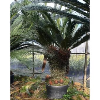 Σύκας με Διακλαδώσεις | Cycas Revoluta 120 cm (Trunk)