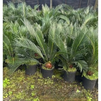 Σύκας | Cycas Revoluta Φ17 cm (Trunk)