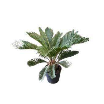 Σύκας | Cycas Revoluta Φ19 x 10 cm (Trunk)