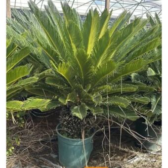 Σύκας | Cycas Revoluta Φ30 x 30 cm (Trunk)