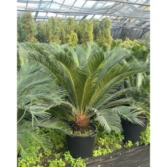 Σύκας | Cycas Revoluta Φ35 x 30 cm (Trunk)