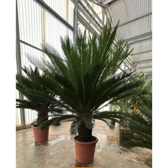 Σύκας | Cycas Revoluta Φ35 x 40-50 cm (Trunk)