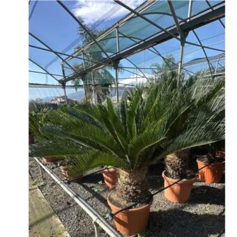 Σύκας | Cycas Revoluta Φ36 cm