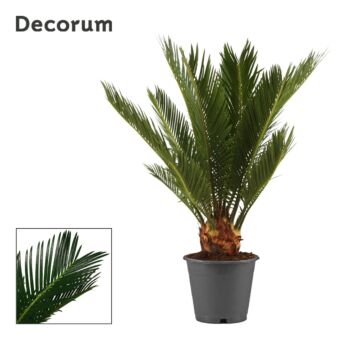 Φυτό Κύκας | Cycas Revoluta
