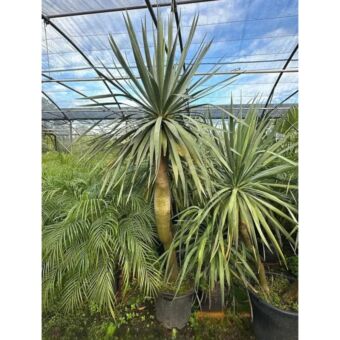 Dracaena Draco H170-200 cm