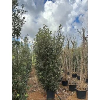 Δρύς | Quercus Ilex H200-250