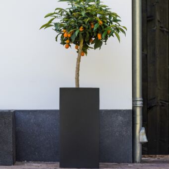 Γλάστρα Τετράγωνη Bouvy XXL, L 50 x W 50 x H 120