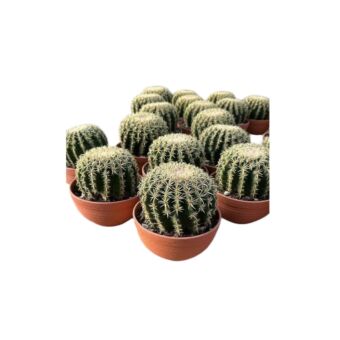 Αιχινόκακτος | Echinocactus Brevispinus Φ13 cm