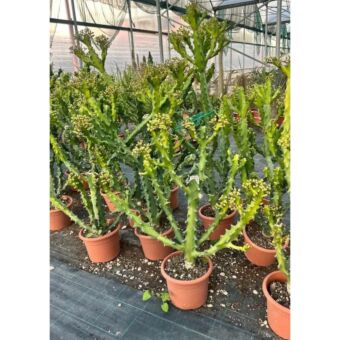 Αγκάθι του Χριστού | Euphorbia Mayurathanii Φ20 cm