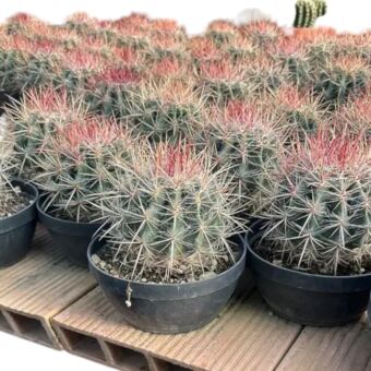 Φερόκακτος | Ferocactus Φ17