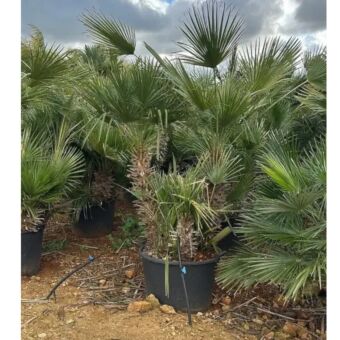 Χαμέροπας Χούμιλις | Chamaerops Humilis 120cm 3 stems