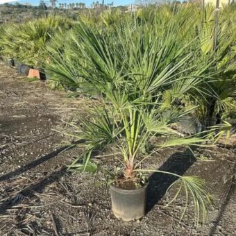 Χαμέροπας Χούμιλις | Chamaerops Humilis Φ28 x 80+ cm