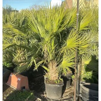 Χαμέροπας Χούμιλις | Chamaerops Humilis Φ36