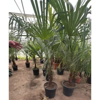 Χαμέροπας Εξέλσα | Chamaerops Excelsa H20-30 x Φ28 cm