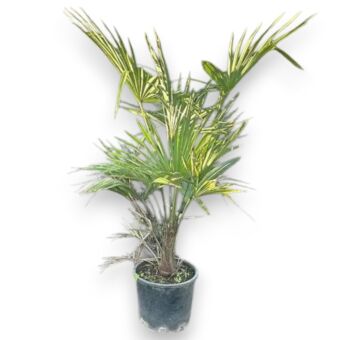 Χαμέροπας Εξέλσα | Chamaerops Excelsa Φ28 cm