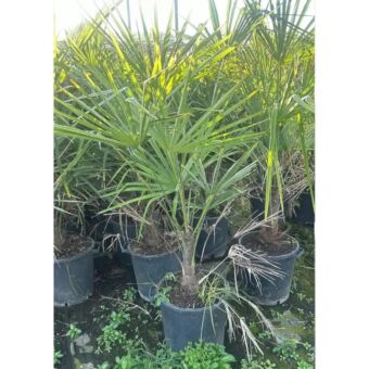 Χαμέροπας Εξέλσα | Chamaerops Excelsa Φ35 cm