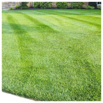 Φυσικός Χλοοτάπητας | Ηρακλής 