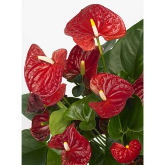 Φυτό Ανθούριο |Anthurium 