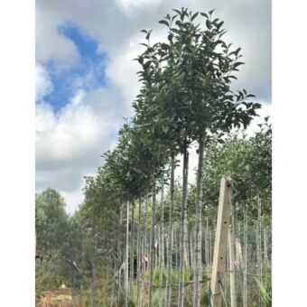 Λαγουνάρια | Lagunaria patersonia H250 x Φ40 cm (Trunk)