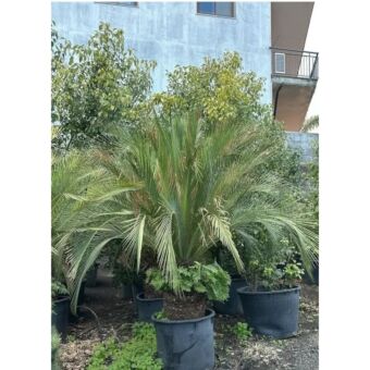 Μακροζάμια Μουρέι | Macrozamia moorei 