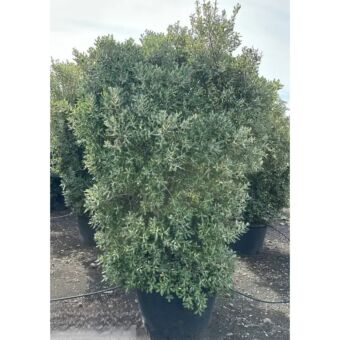 Μετροσίδερος | Metrosideros Variegata H200-250 