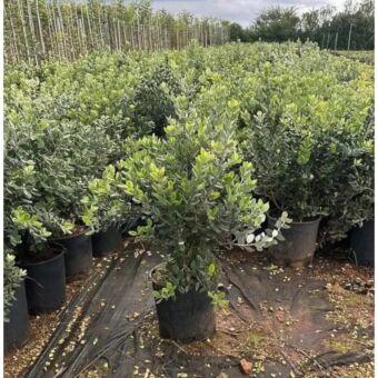 Μετροσίδερος | Metrosiderus Variegata H50-60 x Φ22
