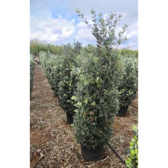 Μετροσίδερος | Metrosideros Variegata H140-150 x Φ45 cm 