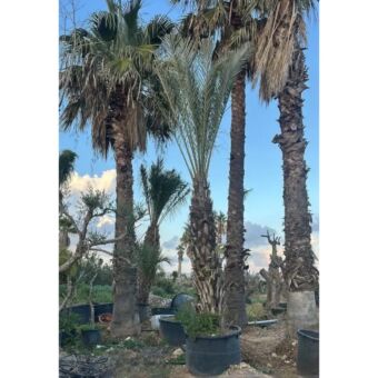Χουρμαδιά | Phoenix Dactylifera H200 CM 