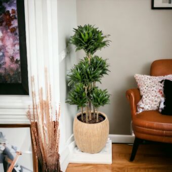 φυτό Δράκαινα | Dracaena Compacta 