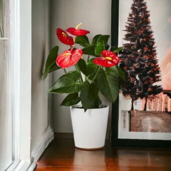 Φυτό Ανθούριο |Anthurium 