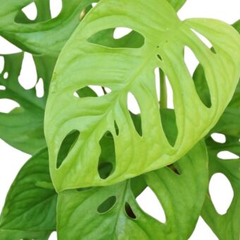 Φυτό Μονστέρα | Monstera monkey Leaf 