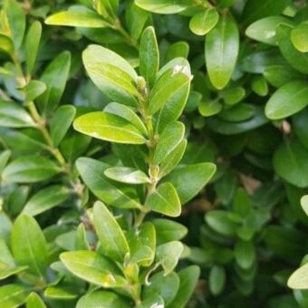 Φυτό Buxus conica 70-100cm