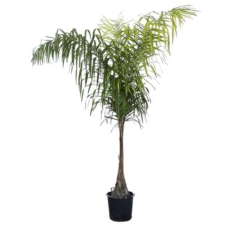 Φυτό Arecastum 180-230cm