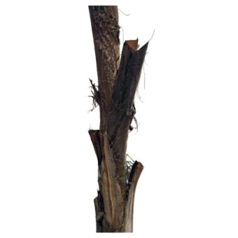 Φυτό Arecastum 180-230cm