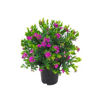 Φυτό Polygala 45-65cm
